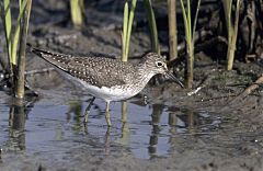 Solitary Sandpiper